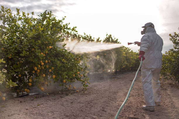 Best Termite Control Services  in Kenbridge, VA
