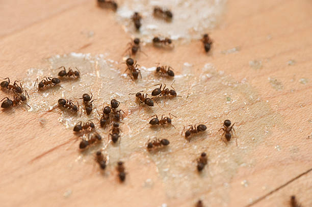Best Bed Bug Extermination  in Kenbridge, VA