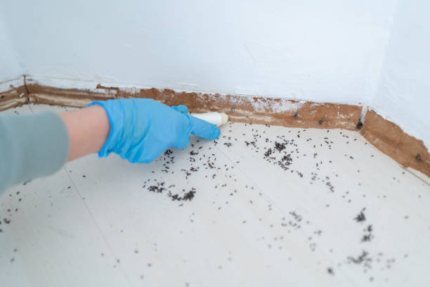 Best Emergency Pest Control  in Kenbridge, VA